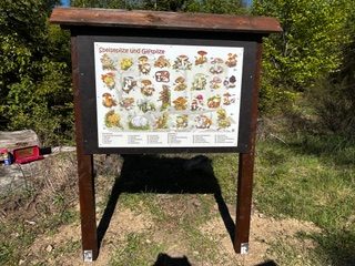Infotafel über Speise- und Giftpilze