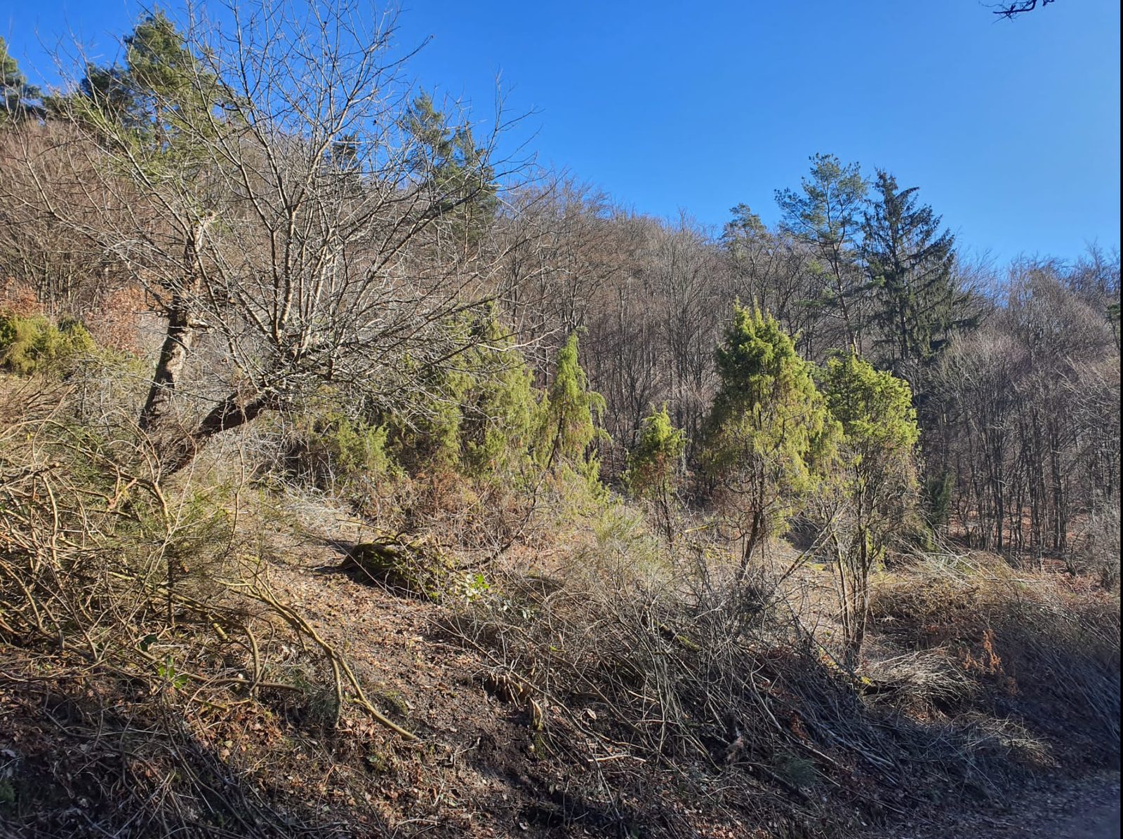 Wallauer Wacholderheide