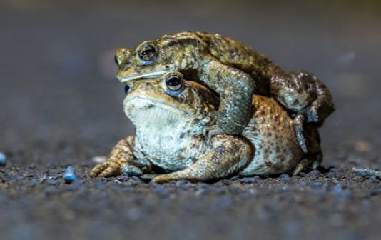 Erdkröten auf Wanderung