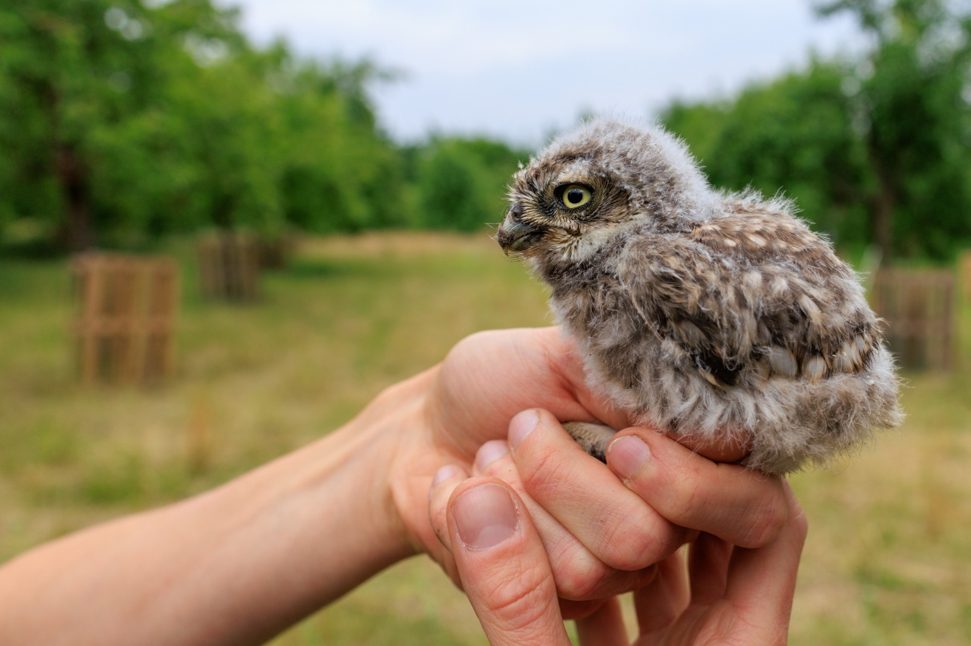 Jungvogel bei der Beringung auf der Streuobstwiese