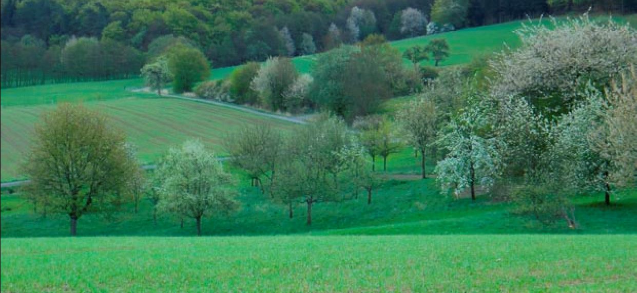 Streuobstwiese im Ried