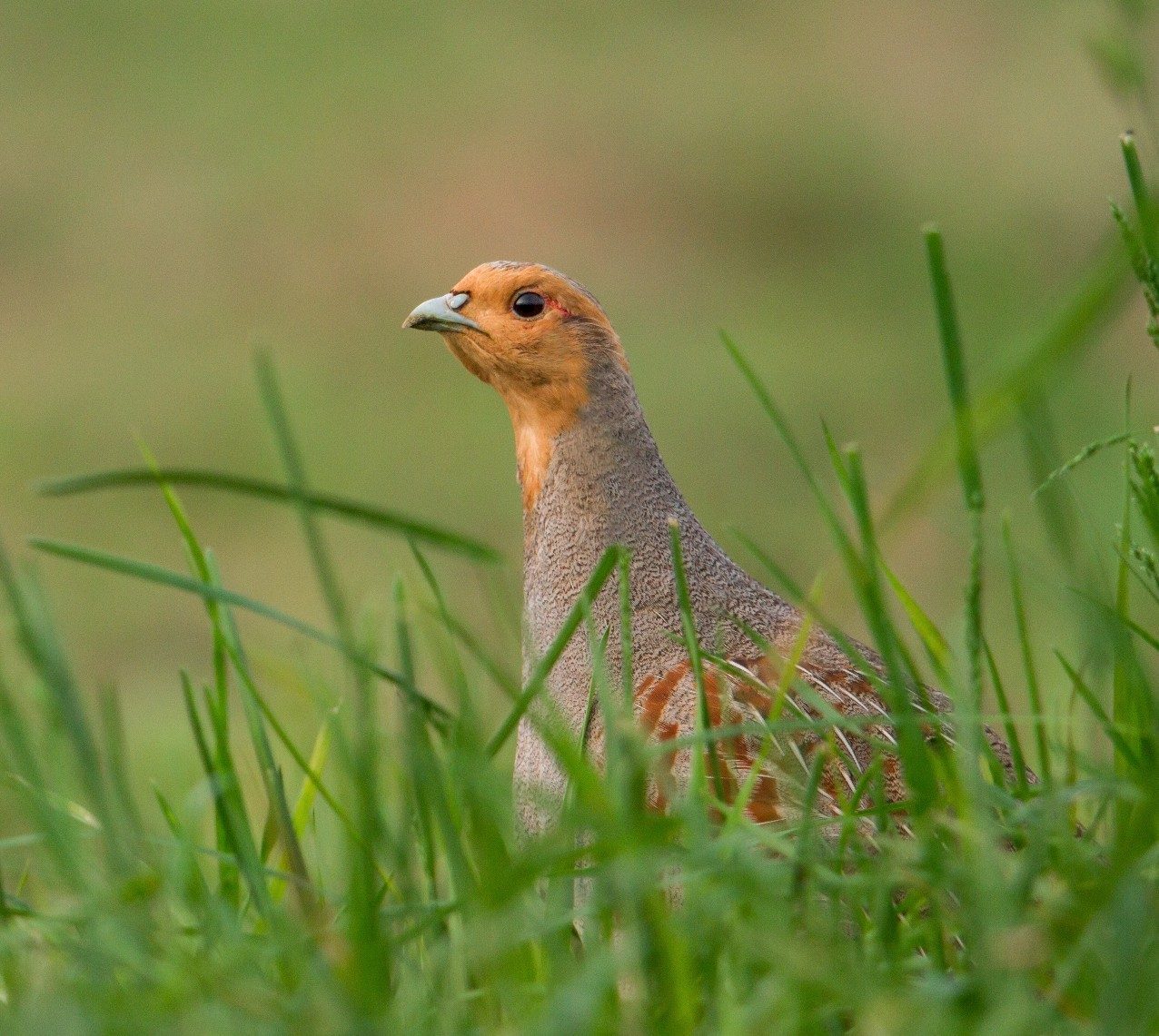 Rebhuhn im Gras