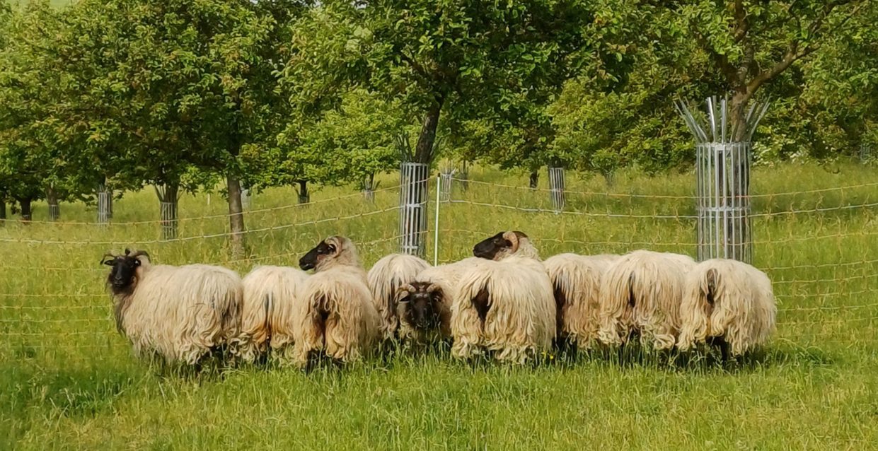Schafe auf einer Streuobstwiese des NABU Lahntal