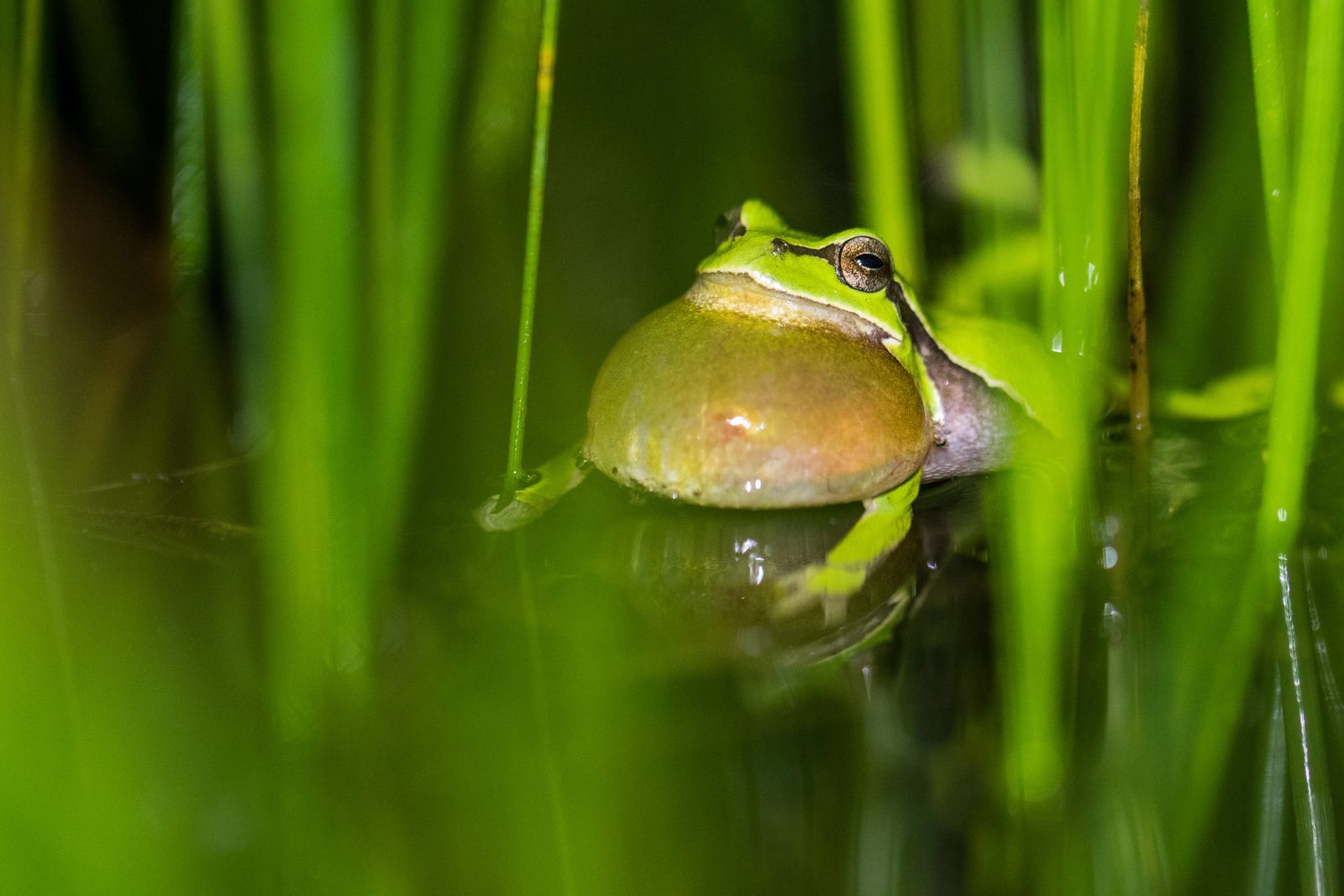 Laubfrosch im Gras