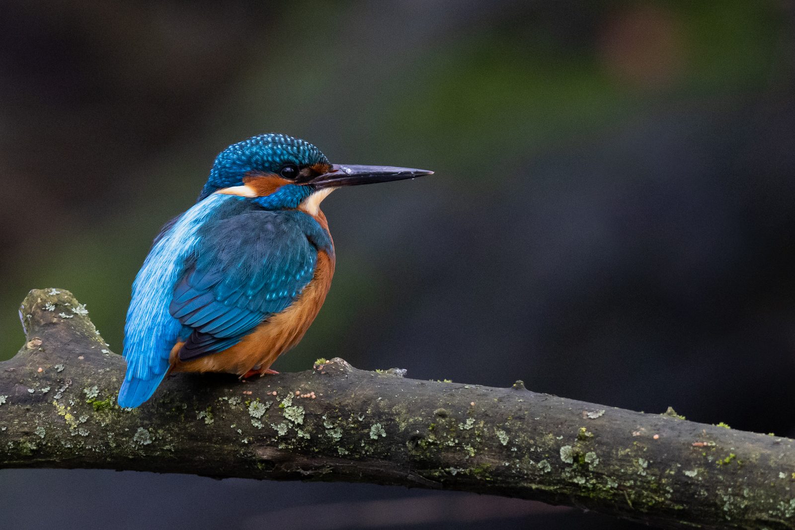 Eisvogel auf einem Ast