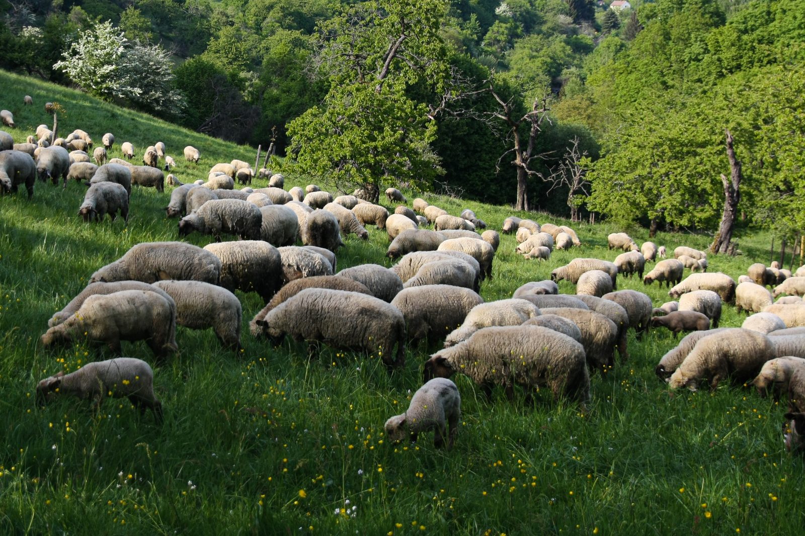 Schafherde bei der Beweidung der Streuobstwiese