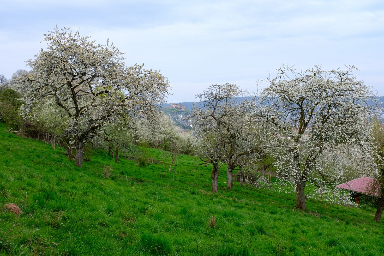Blühende Streuobstwiese im Heiligen Grund