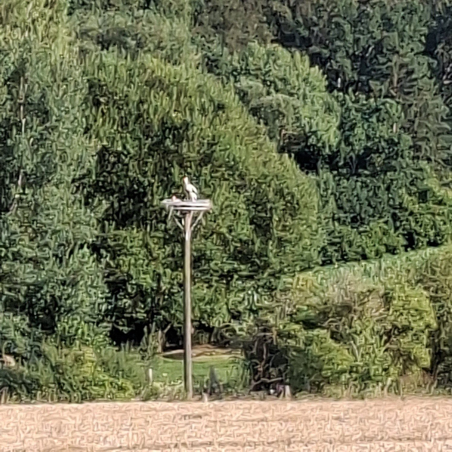 Storch auf dem Nest bei Reddehausen
