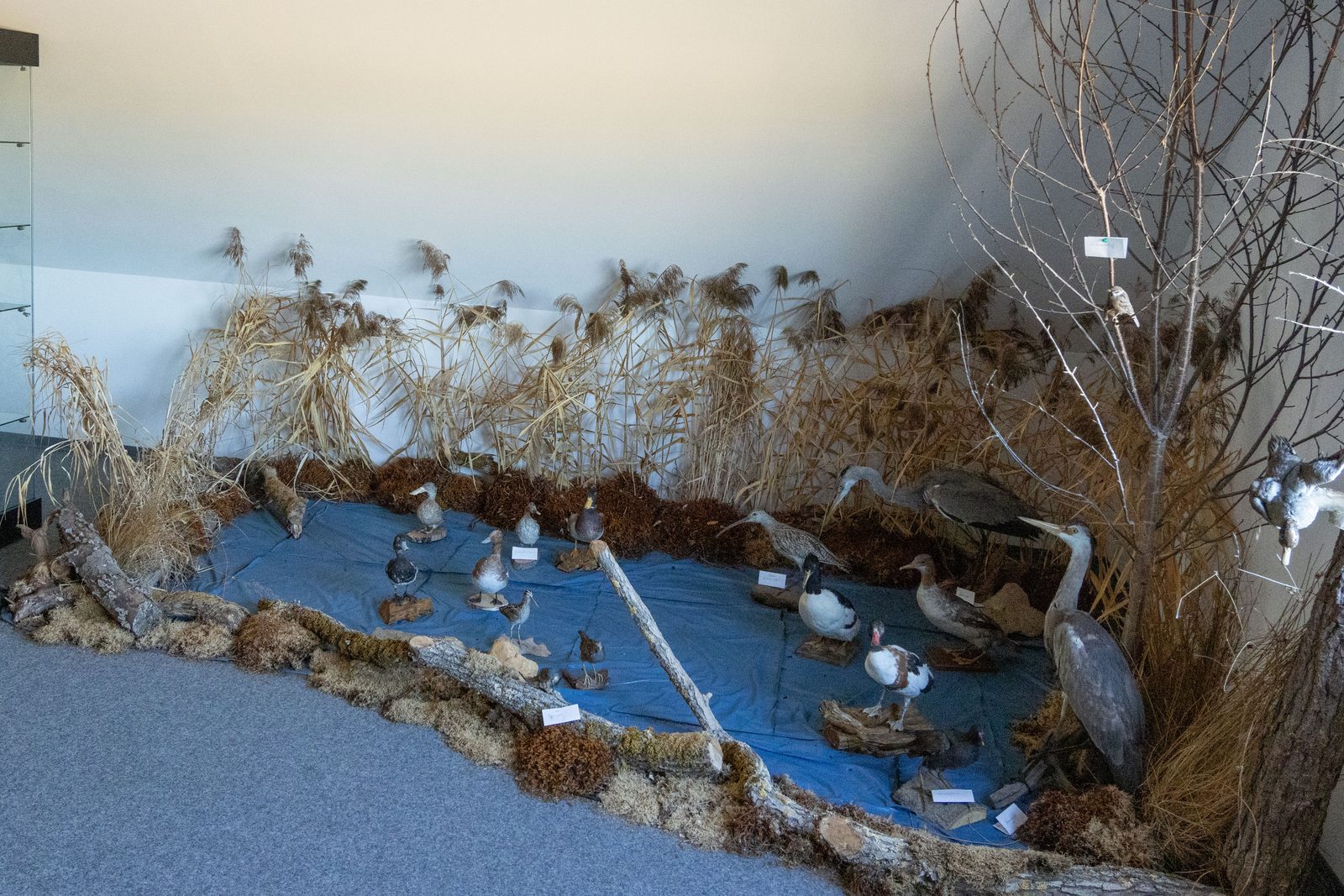 Diorama der Moorvogelwelt im NABU-Haus