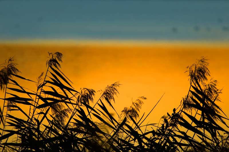 Schilf im Abendlicht am Schweinsberger Moor