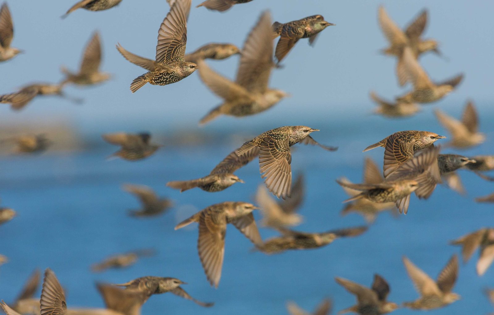 Vogelschwarm über dem Moor