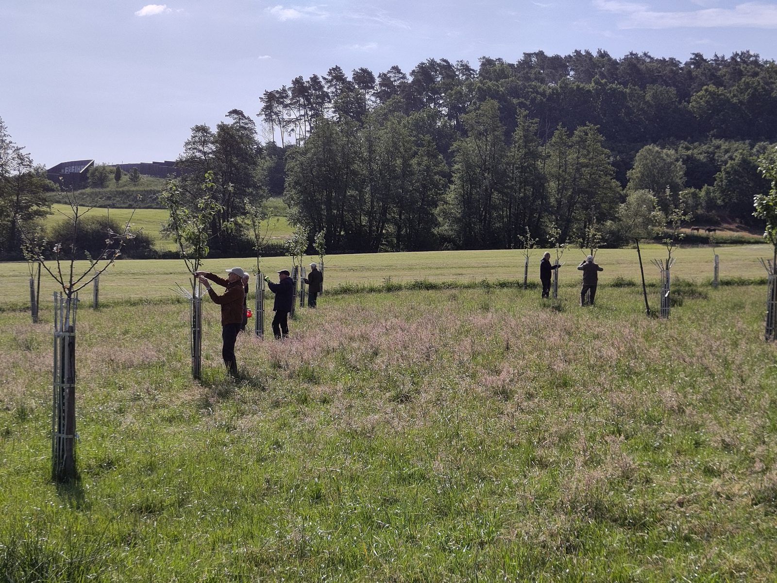 Baumschnitt auf der jungen Streuobstwiese am Wollenberg